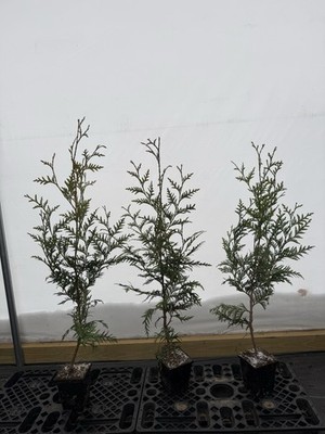 Pack of 3! Arborvitae Thuja GREEN GIANT 2.5 -3.5  - Fast Growing Privacy Fence