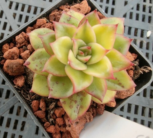 Echeveria golden dragon Variegated Rare 6cm diameter - Picture 3 of 5