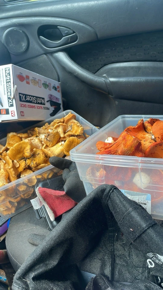 Setas rebozuela secas - 16 oz - Calidad AA Foto 3 de 4