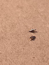 Lot Of 2 NOS Elgin 12S 1905 SH Balance Staffs Parts Spares