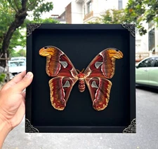 Real Framed Atlas Moth Wall Gothic Decor Taxidermy Insects Bugs Entomology Gift