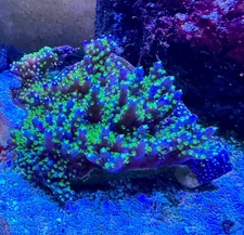 Reef Coral Red Montipora SPS LPS Mushroom Zoanthids Zoa Green Star Polyp Frag