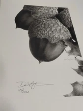 David Bjurstrom Limited Edition Portrait Print of an Acorn Drawing VTG 45 / 200