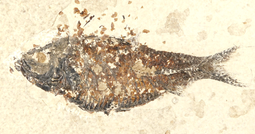 SCALES! Knightia Alta GREEN River Formation FISH Fossil From Wyoming 404gr