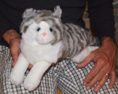 Grey Tiger Cat- Comfort & Companion Cat for Seniors, Kids & Special Needs