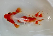 thai oranda goldfish High Quality