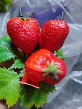 VTG Lot of 53 Stems HARD PLASTIC Artificial WIRE Strawberries Florist Special