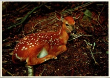 Postcard New Hampshire A Fawn Laying in Wooded Area