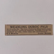 Weanling Duroc Pigs O.O. Mowrey Champion Blood Lines Luray KS 1923 Ad SAG8-S13