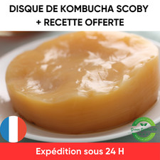 Kombucha SCOBY frais - Kit de démarrage maison + starter et recette incluse