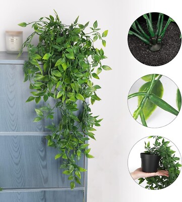 black raven zz plant ZZ Black – Team Grow main image 1