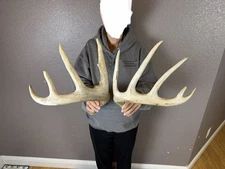 Two 5pt Whitetail Deer Antlers Sheds WILD IDAHO Horns Rustic Decor Rattling Set