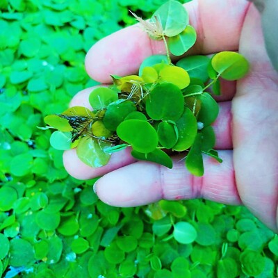 60+ Leaf Red Root Floaters Live  Aquarium Floating Plant Buy 2 Get 1 Free