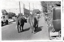VINTAGE PHOTOGRAPH CARS OXEN AD SIGNS SANTA BARBARA LOS ANGELES CALIFORNIA PHOTO