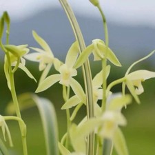 Cymbidium ensifolium  Wolong Su  Rare Variegated Fragrant Chinese Orchid live PL