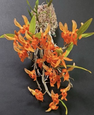 Dendrobium unicum In Spike Compact Orchid Species | eBay