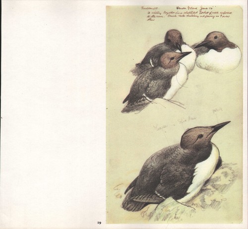 BEAUTIFUL VINTAGE BIRD PRINT ~ GUILLEMOTS ~ TUNNICLIFFE