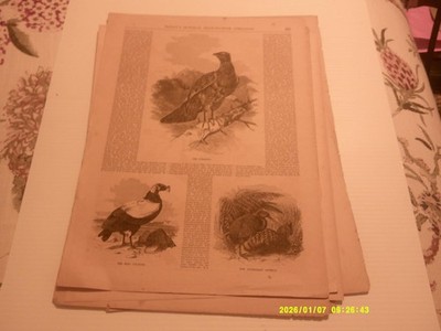 ANTIQUE  FULL PAGE,BALLOU'S DRAWING ROOM, CURASSOW, AUSTRALIAN APTERIX,VULTURE