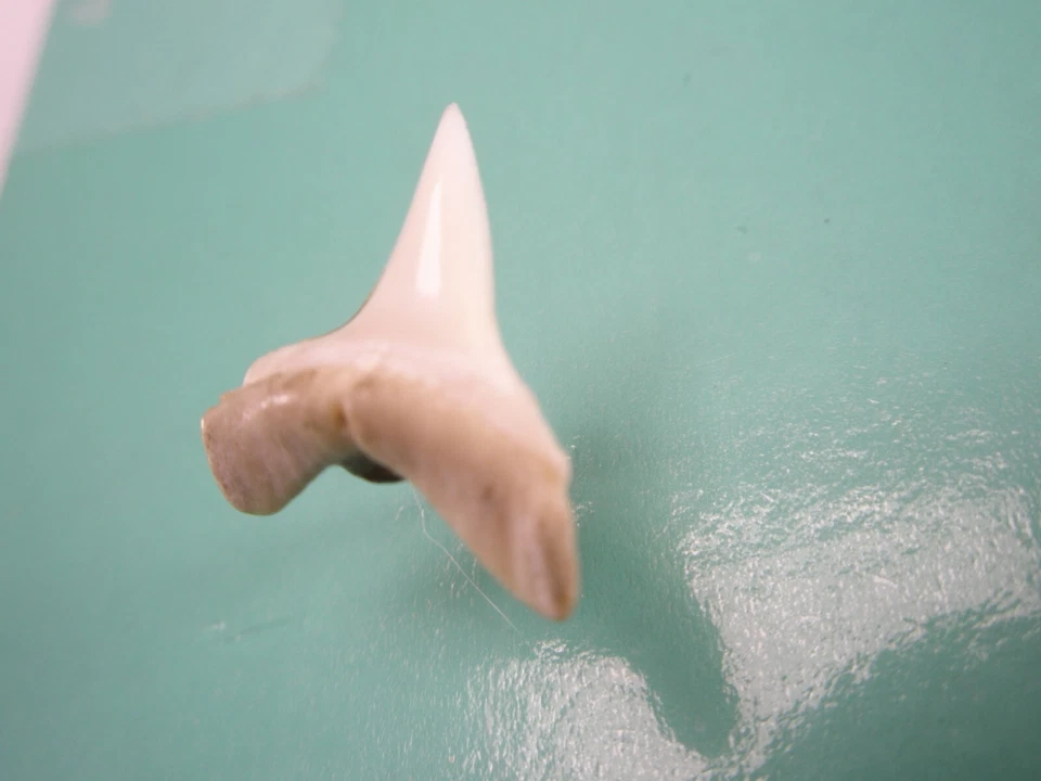 Mordedura de tiburón blanco vintage PEQUEÑO PEQUEÑO corbata solapa pin martillo tigre mako z16 Foto 3 de 4