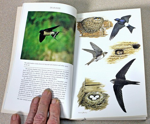 Hamlyl Species Guides: The Swallow by Angela K. Turner - Picture 4 of 8