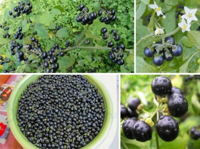 50+ Samen Schwarzer Nachtschatten, Sunberry, Solanum nigrum, Samenfest