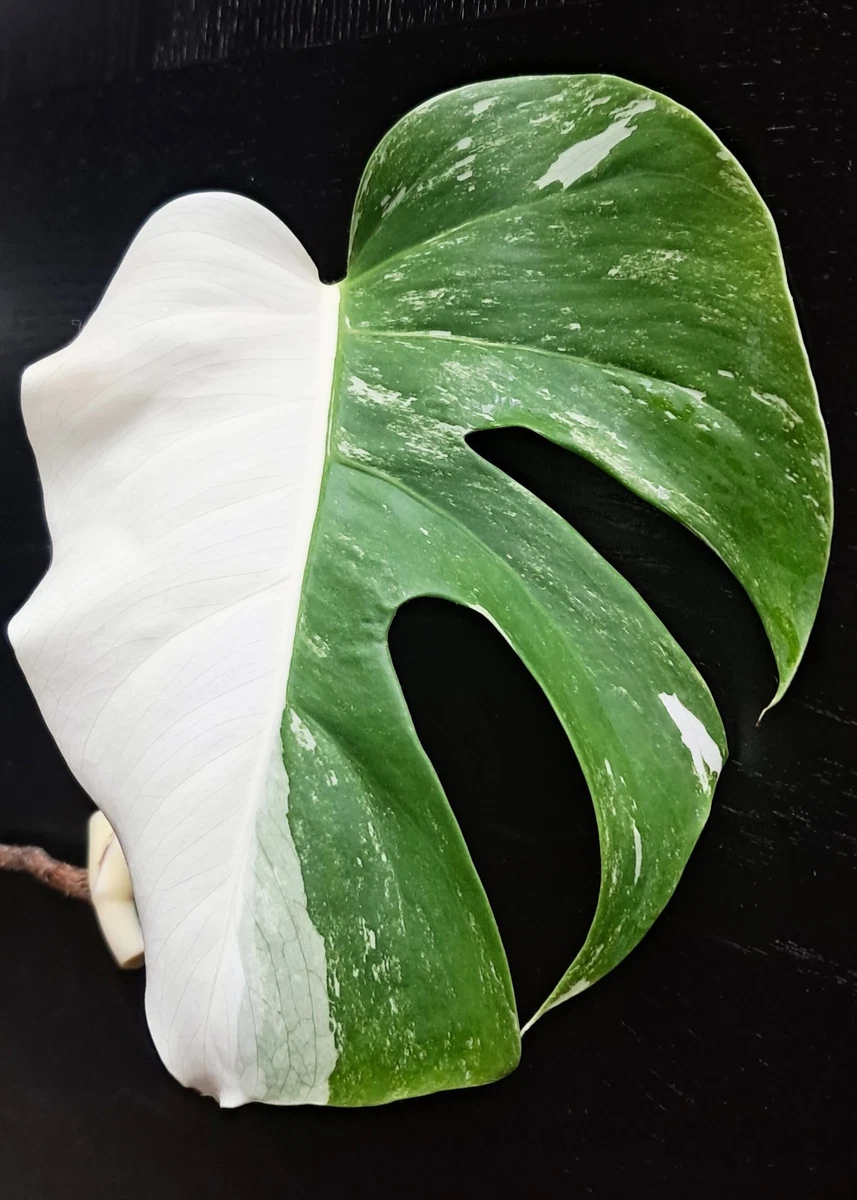 Monstera-Zimmerpflanzen online kaufen | eBay.de