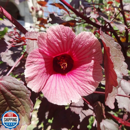 Cranberry Hibiscus Seeds Hibiscus Acetosella Evergreen Perennial Annual Edibl