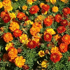 Marigold Flowering Plant Seed, Easy to Grow, Perfect for Spring Gardens, Super H