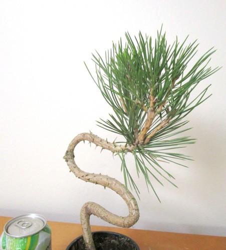 Japanese Black pine for shohin mame bonsai tree curving trunk multiple listing - Picture 6 of 7