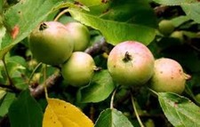 100 x Crab Apple seeds (malus sylvestris)
