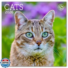 Cats Mini Wall Calendar 2026 7" x 7"