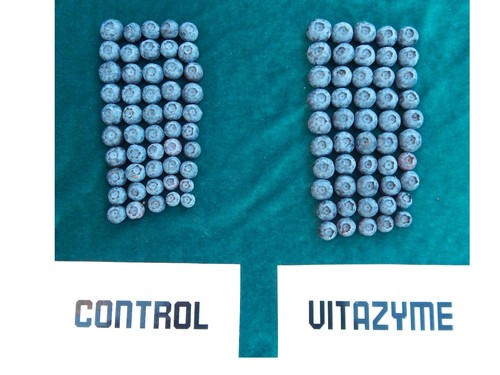 Vitazyme-Organic Biostimulant Concentrate 8oz Brassinosteroid Triacontanol  - Picture 2 of 12