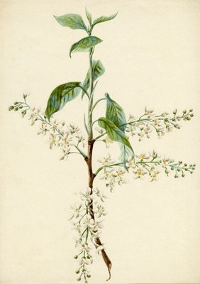 Vogel Kirsche (Prunus padus) Studie Aquarell Gemälde um 1882 Lilla S. Original
