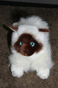 fluffy siamese cat