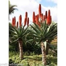 Cat's Tail Aloe - Aloe castanea exotic flowers  20 SEEDS