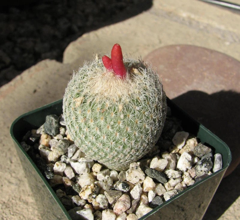 Button Cactus Cactis&Succulents for sale | eBay