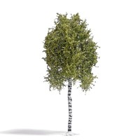 Busch 3781 Birke 170 Mm FrüHling Spur H0 1:87 Fertigmodell Baum