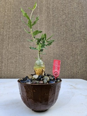 Old Fockea Capensis Bonsai Tree ,,, sale 