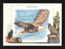 Bald Eagle  2023 Topps Allen & Ginter  Talonted Insert Card  #TT-5