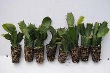 U PICK Any 8 Christmas Cactus/Schlumbergera Truncata Plants*U PICK WHAT U WANT!