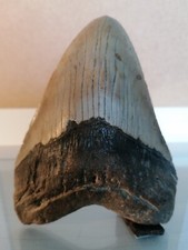 FOSSILE ORIGINALE-DENTE DI MEGALODONTE (MEGALODON CARCHAROCLES)-14,0 CM (5,51 ")