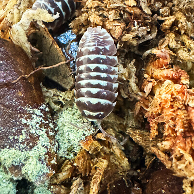 Isopod Factory 50+ Armadillidium Maculatum Chocolate Zebra Bioactive Clean Up