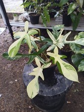 Philodendron Florida Beauty pianta rara variegata
