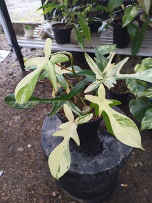 Philodendron Florida Beauty Variegated Rare Plant