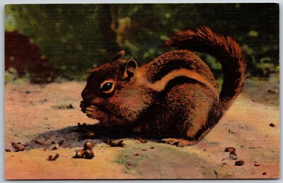 Cute Little Chipmunk Eating Acorns, Vintage Linen UNP Postcard