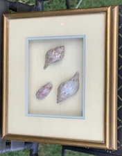 Vintage Original Trunculus Sea Shell Trio Gold Gilt Framed Shadow Box 11.5”x13”