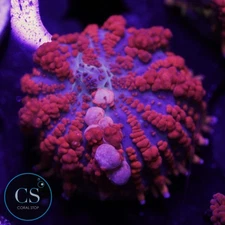 CS JF RAUNCHY RED BOUNCE MUSHROOM - WYSIWYG LIVE CORAL