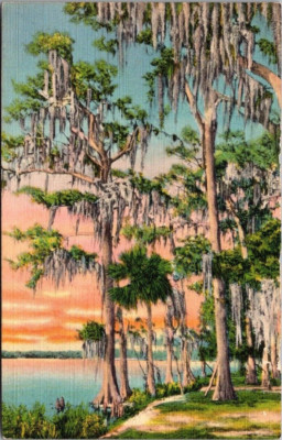 Moss-Covered CYPRESS TREES Florida FL linen Postcard
