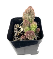 Adromischus Herrei Rare Succulents, 2" Pot