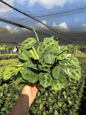 Maranta Beauty Kim Prayer Plant Calathea | Live Tropical Houseplant in 6" Pot